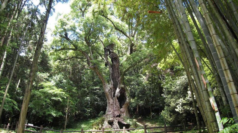 武雄周辺の開運観光モデルコースまとめ｜金運・恋愛運・健康運を巡る旅