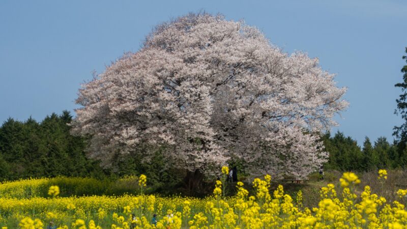 武雄の桜は今週が見頃｜御船山楽園・穴場スポットと楽しむ春スイーツ（いちご特集）