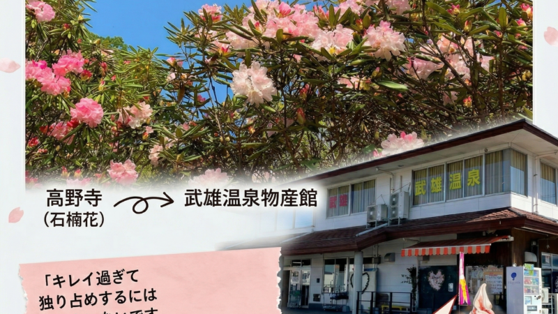武雄観光で今行くなら高野寺の石楠花｜見頃と立ち寄りスポット紹介